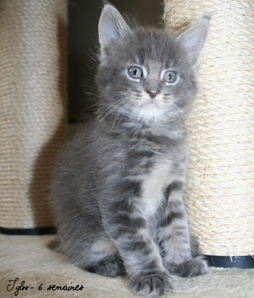chaton Maine Coon a vendre