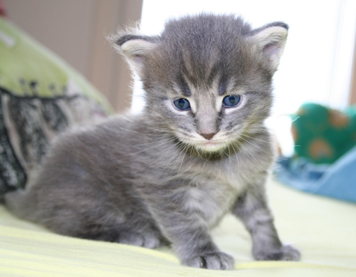 chaton Maine coon