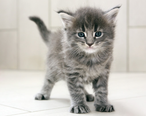 chaton Maine Coon
