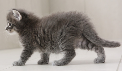 chaton Maine coon