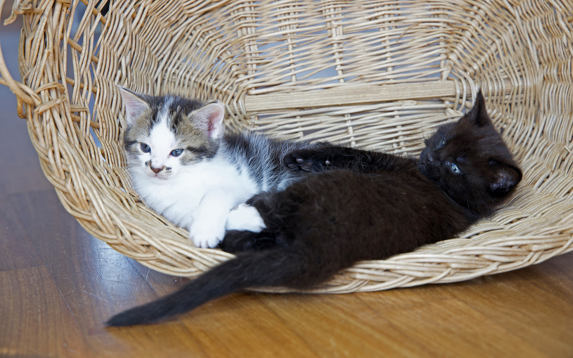 chatonsMaineCoon