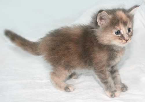 chaton Maine Coon