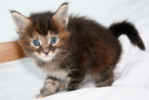 chaton MaineCoon