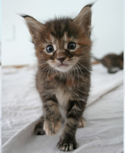 chaton Maine Coon